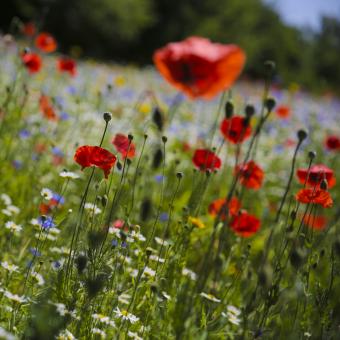 Wildflowers